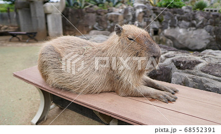 伊豆シャボテン公園でベンチに座っているカピバラの写真素材 伊豆シャボテン公園でベンチに座っているカピバラの写真素材