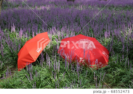 夏 韓国 屋外 68552473