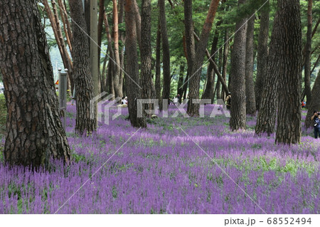 風景 松 松原 68552494