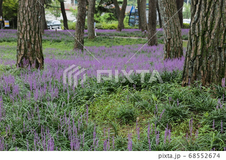 植物 韓国 紫 68552674
