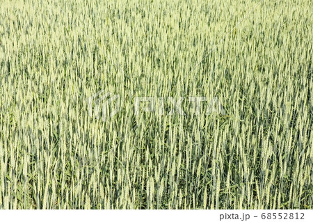 ears of green wheat close up for the entire frame 68552812