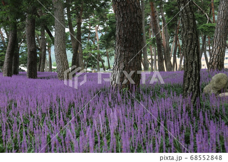 花 夏 植物 68552848