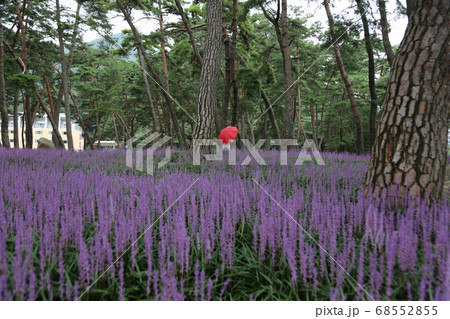 花 夏 植物 68552855