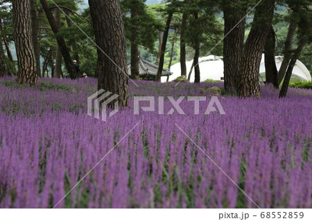 花 夏 植物 68552859