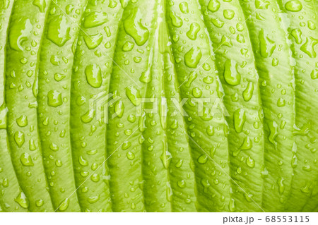 green Hosta leaf with rain drops close-up 68553115