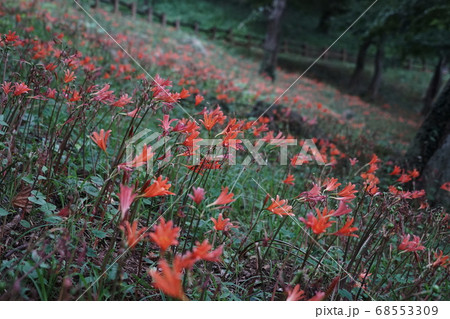 8月　栃木66キツネノカミソリ大田和群生地･みかも山公園 68553309