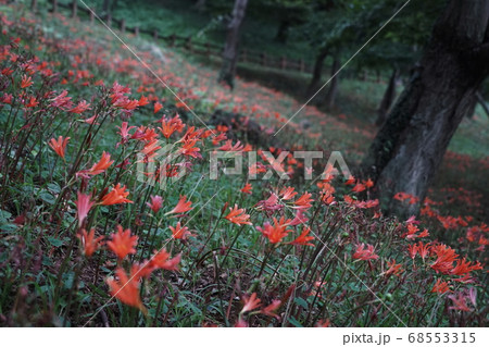 8月　栃木61キツネノカミソリ大田和群生地･みかも山公園 68553315