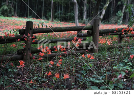 8月　栃木53キツネノカミソリ大田和群生地･みかも山公園 68553321