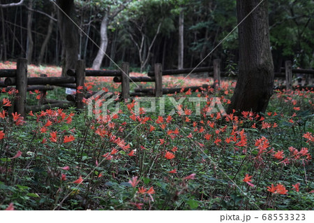 8月　栃木52キツネノカミソリ大田和群生地･みかも山公園 68553323