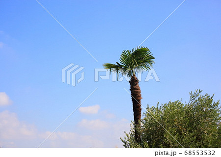 夏空　シュロのシュロの木 68553532