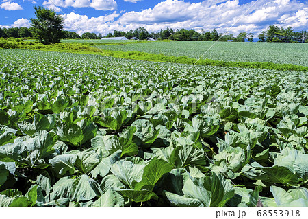 嬬恋高原のキャベツ畑 68553918