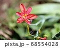ヒオウギ 68554028