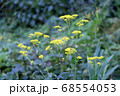 オミナエシ 68554053