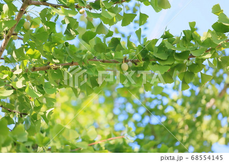 イチョウの実 イチョウの実 68554145