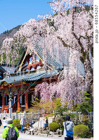 身延山久遠寺・満開のしだれ桜（山梨県南巨摩郡身延町）2020年3月春 68554267