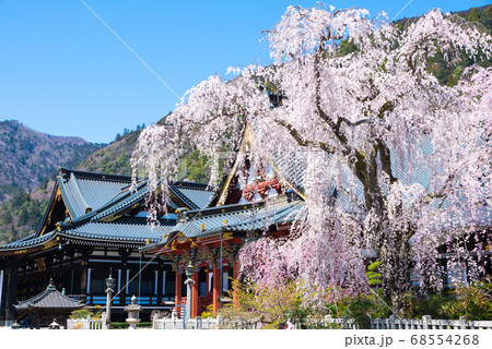 身延山久遠寺・満開のしだれ桜（山梨県南巨摩郡身延町）2020年3月春 68554268