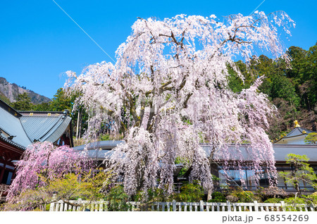 身延山久遠寺 満開のしだれ桜 山梨県南巨摩郡身延町 年3月春の写真素材