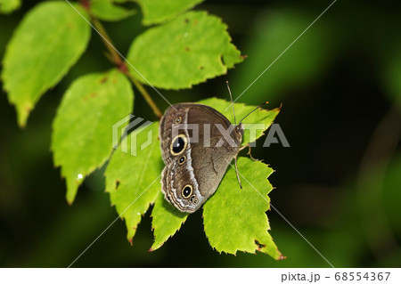 ヒメジャノメ 68554367