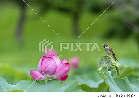 花托に止まりハスを見るスズメ 花托に止まりハスを見るスズメ 68554437