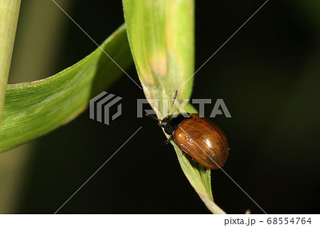 生き物 昆虫 フジハムシ 黒い体に赤系の上翅 翅色は変異がありベニヘリテントウ似の個体も の写真素材