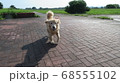 早朝、公園で走ってくるゴールデンレトリバー 68555102