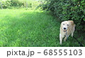 茂みに隠れるゴールデンレトリバー 68555103