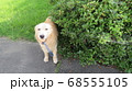 木の横で涼むゴールデンレトリバー 68555105