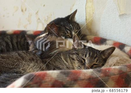 集まって眠る3匹の猫 68556179