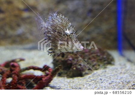 水族館 水族館 68556210