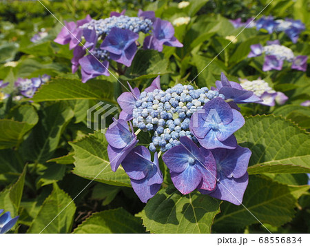 花びらが紫色で満開に咲いたアジサイの花の写真素材