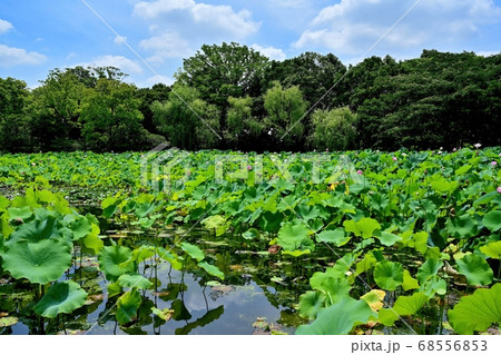 青空バックにちょうど見頃の日本庭園のハス池の情景＠大阪 68556853