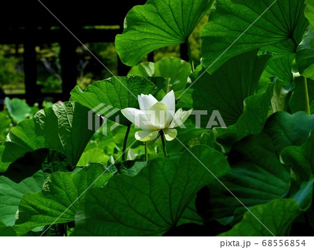 ひっそりと咲く満開の白いハス＠大阪 68556854