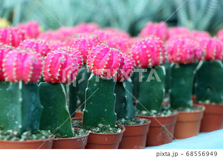 Pink color of gymnocalycium mihanovichii cactus in the mini plant pot. 68556949