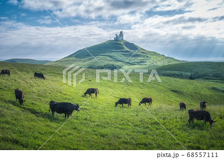 稚内　宗谷丘陵と黒毛和牛 68557111
