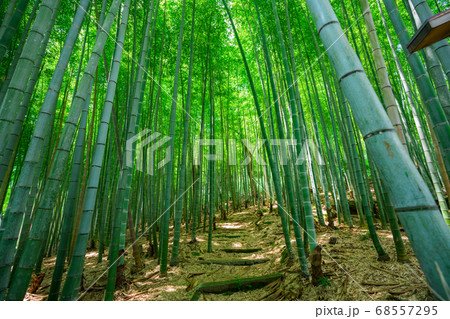 京都　化野念仏寺の竹林 68557295