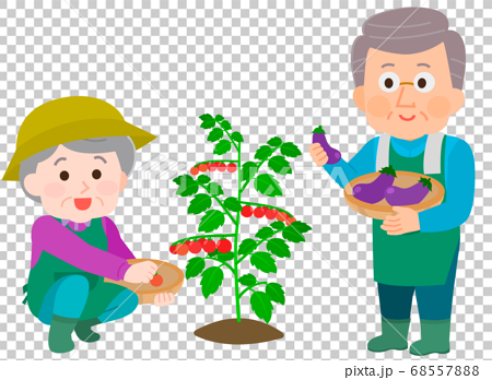 家庭菜園する高齢男女 ミニトマト ナス イラストのイラスト素材