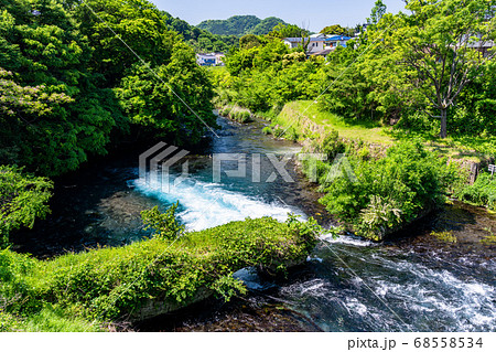 (静岡県)新緑に囲まれた柿田川湧水 流れ出し (静岡県)新緑に囲まれた柿田川湧水 流れ出し 68558534