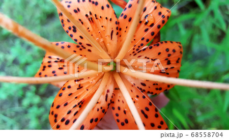 photo of the core of an orange lily flower with black dots close-up for the background 68558704