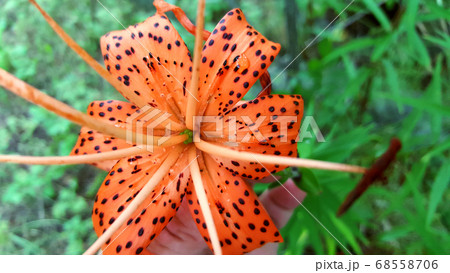 orange lily with black dots close-up for the background 68558706