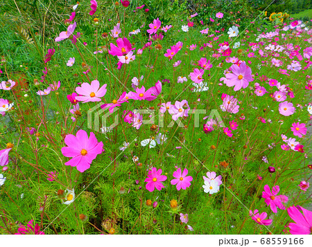 コスモス　北海道の秋花 68559166