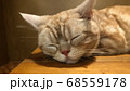 眠る猫 68559178