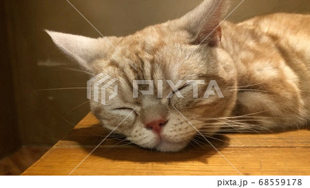 眠る猫 68559178