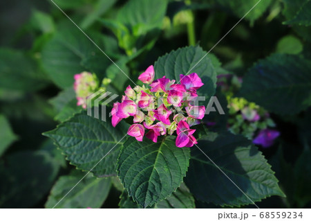 庭の花壇に咲くピンク色のアジサイの花 庭の花壇に咲くピンク色のアジサイの花 68559234