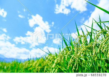 夏の稲（8月） 68559270