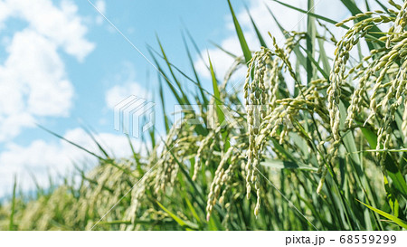 夏の稲(8月) 夏の稲(8月) 68559299
