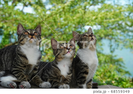 かわいい野良猫3兄弟のカメラ目線 かわいい野良猫3兄弟のカメラ目線 68559349