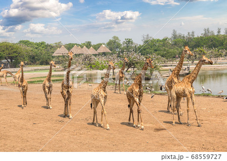 Giraffe in Zoo in Bangkok 68559727