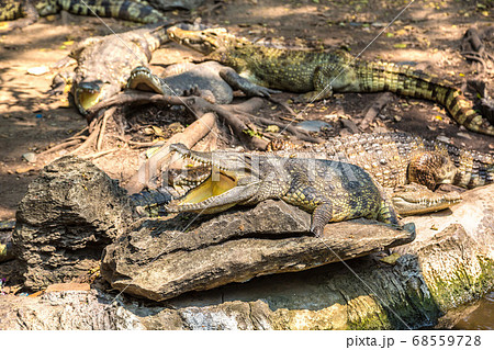 Crocodiles in Zoo in Bangkok 68559728