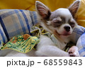 おやすみ中のワンちゃん 68559843