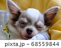 おやすみ中のワンちゃん 68559844